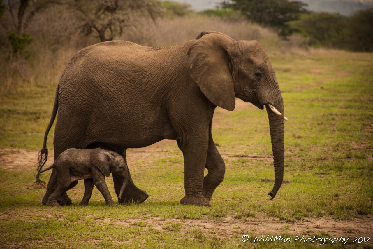Thula Thula Exclusive Private Game Reserve & Lodge Ntambanana Экстерьер фото