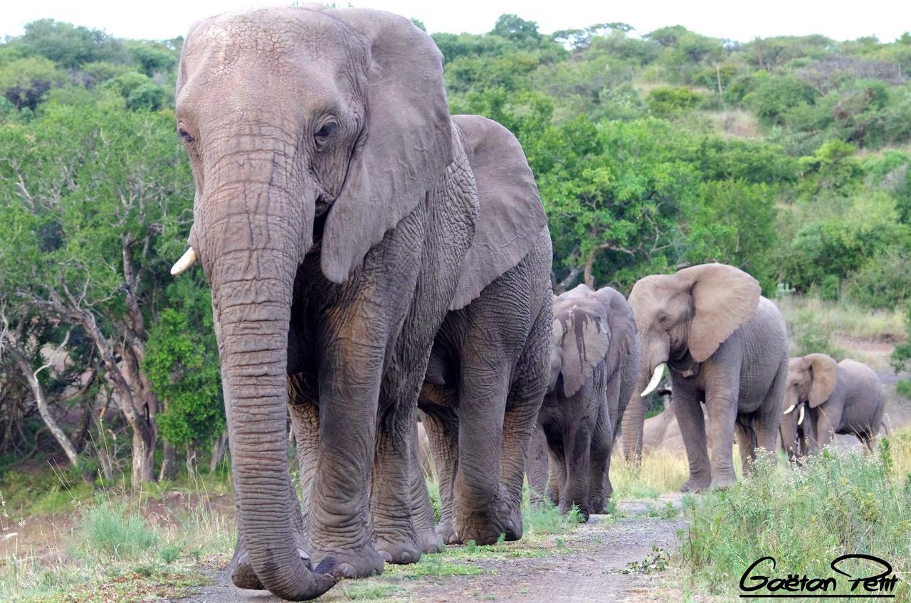 Thula Thula Exclusive Private Game Reserve & Lodge Ntambanana Экстерьер фото