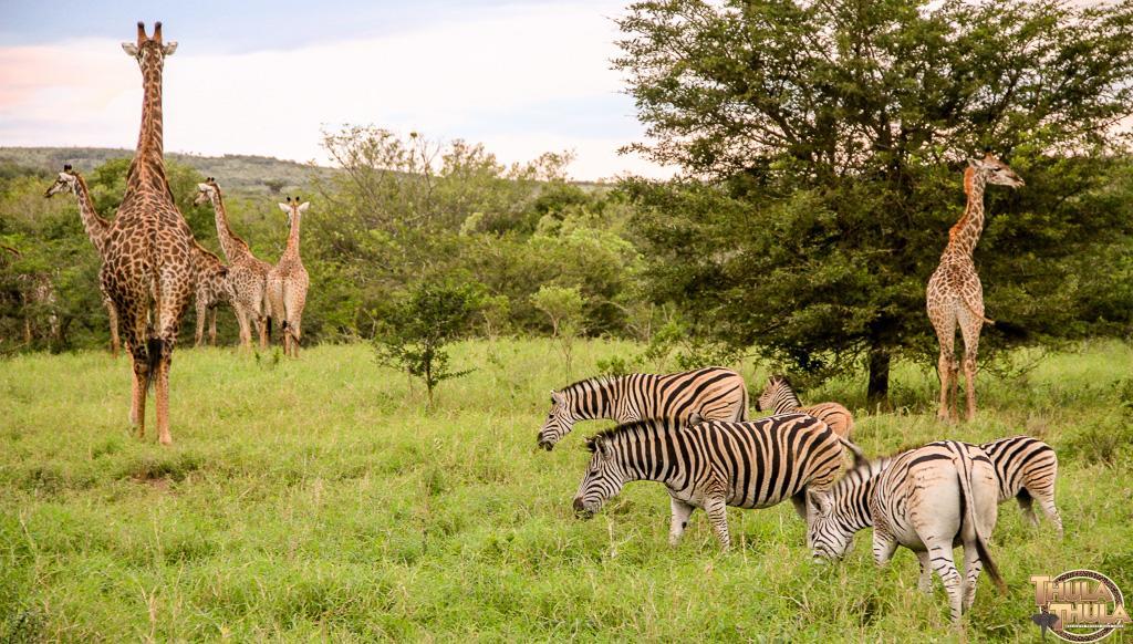 Thula Thula Exclusive Private Game Reserve & Lodge Ntambanana Экстерьер фото