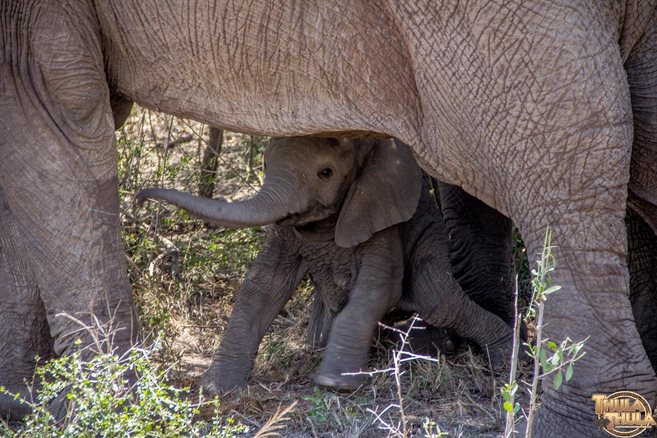 Thula Thula Exclusive Private Game Reserve & Lodge Ntambanana Экстерьер фото